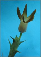 Orbea distincta 1